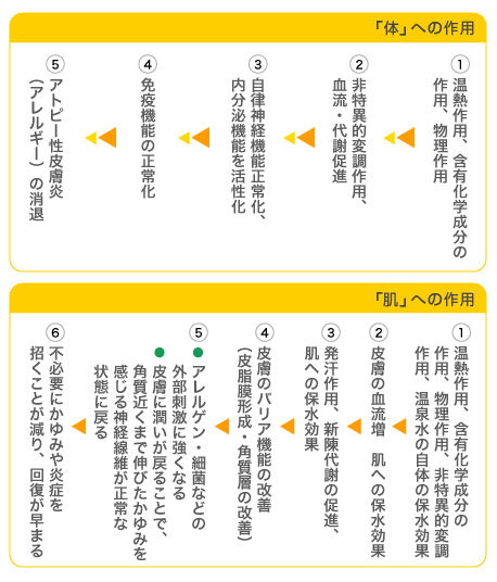 体への作用と肌への作用