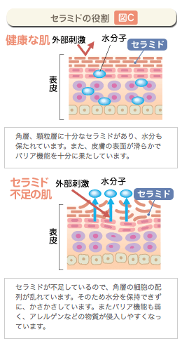 セラミドの役割（図C）